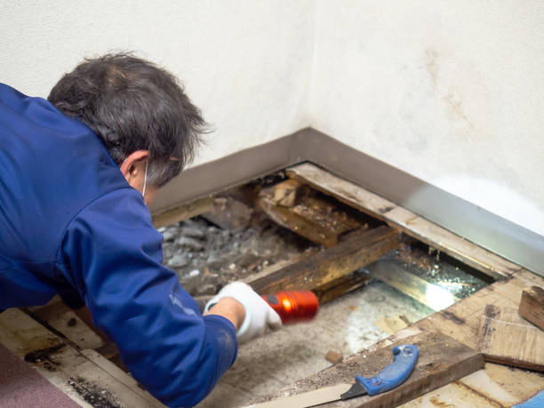 Best Certified Mold Removal  in Heeia, HI