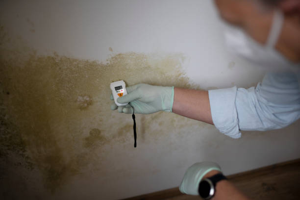Attic Mold Removal in Heeia, HI