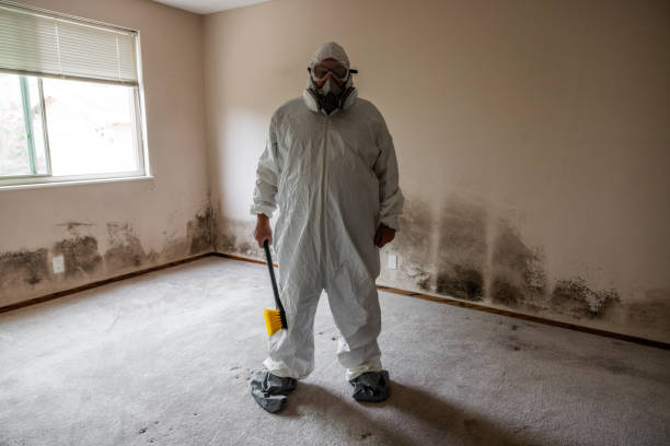 Best Attic Mold Removal  in Heeia, HI